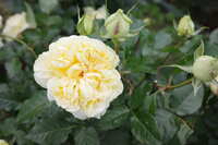 https://images.plurk.com/LeaDJ4NInjfPnWQAXY9bL.jpg
