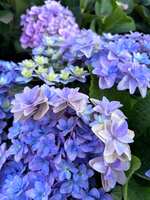 https://images.plurk.com/Mcp2Va4fPandkFDTbXd1b.jpg