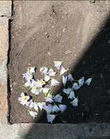 https://images.plurk.com/Mh54isWm7ernIBeq7EFrB.png