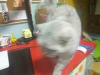 https://images.plurk.com/MiaABLlg4Le9Qv6rxaEGh.jpg
