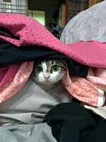 https://images.plurk.com/MtMI7Gx6igQ5OHhRXLLLA.jpg