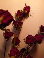 https://images.plurk.com/NAiRDD6gzZDtLQIRATUlp.jpg
