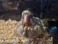 https://images.plurk.com/OREmK5aaR93m8DzXk5Xuy.jpg