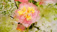 https://images.plurk.com/OWjcM86Ffh3ZHDzXPcm3T.jpg
