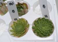 https://images.plurk.com/OYluxmWSZoA6QzBIFD4SI.jpg