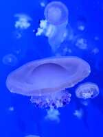 https://images.plurk.com/P1BPhnZgA7C2jH4wUeJR0.jpg