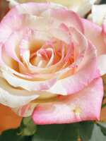 https://images.plurk.com/P1ESBnamC089LItBFAB8G.jpg