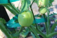 https://images.plurk.com/PK0eeTpKuuIjpOhg96bm7.jpg