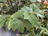 https://images.plurk.com/PR4IofTI9UsP1x2735wes.jpg