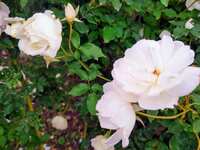 https://images.plurk.com/QLNTzJ9oRwfPdJE1dQCxa.jpg