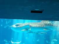 https://images.plurk.com/RJijh8YWWFZCBLuaCNSHz.jpg