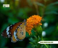 https://images.plurk.com/SRuxlhO28wmYZxcWJ6Mm0.png