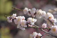 https://images.plurk.com/TfGnBaOtUpLJf2clyEBBl.jpg