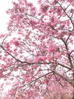 https://images.plurk.com/VEeNxxqJCF0iNoXCFQA9M.jpg