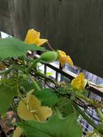 https://images.plurk.com/VfpCzlkZVKThPKpvjbnV0.jpg