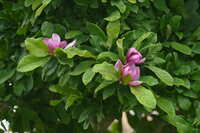 https://images.plurk.com/W711ZPfRxfq4BAyxHDZwM.jpg
