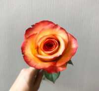 https://images.plurk.com/WXC8RZ9q4Q0AXdvSZOV7Q.png