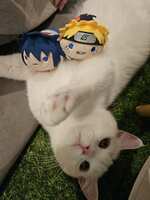 https://images.plurk.com/WnZP4T0RbC4XnfFgYHbOX.jpg