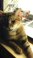 https://images.plurk.com/XbePxBQNIRTpckPTce557.jpg
