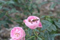 https://images.plurk.com/Y17OEK3JY673uTrUIyE6M.jpg