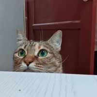 https://images.plurk.com/YR81zap6EM2l0ajPJWKSG.png