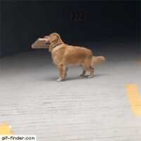 https://images.plurk.com/Yh8XczAx4mlFXpzTudlCc.gif