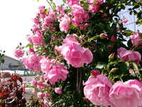 https://images.plurk.com/ZP4KCuZPSeMFxot0SmLKr.jpg