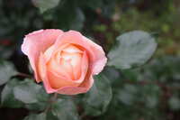 https://images.plurk.com/ZtS92rjTW0uJ5rldNS2Fv.jpg