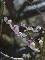 https://images.plurk.com/bAAyth6wbwC8vJTB0dJjp.jpg