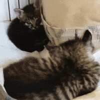https://images.plurk.com/bGr7eRll7G1dtOsnveKZf.gif