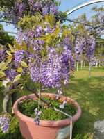 https://images.plurk.com/bq4KwLsYeE1chFFIiuOD9.jpg