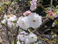 https://images.plurk.com/dxcejw8tbk6hTandqtBuq.jpg