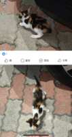 https://images.plurk.com/ex2uacoMHWEQT6TnXQJxL.png