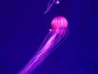 https://images.plurk.com/gN0Z1Vjbv4V6cMAKcEFXg.jpg