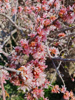 https://images.plurk.com/gWYCg4Dbd43ZRgImP05Os.jpg