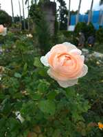 https://images.plurk.com/hzcLA5dYkB025PufEJW5w.jpg