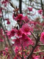 https://images.plurk.com/iIupIGhjtabhJc4Ud61dV.jpg