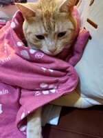 https://images.plurk.com/j6IoYcLcdMl84BBfRMcpy.jpg