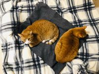 https://images.plurk.com/k2HV3p7VnctNTqoUNoUiE.jpg