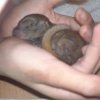 https://images.plurk.com/kEAh6P5Jo.jpg
