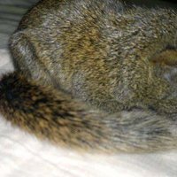 https://images.plurk.com/kEp7yf51L.jpg