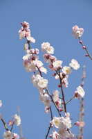 https://images.plurk.com/kPY0shmyObWsVgWKnAKWl.jpg
