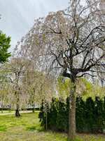 https://images.plurk.com/mYd4EG0dXvUQp6vcKmiXm.jpg