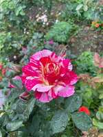 https://images.plurk.com/n5oNc8ChoL6KBtlEEA19o.jpg