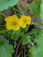 https://images.plurk.com/o83cv1lpP0gcagkQC78vI.jpg