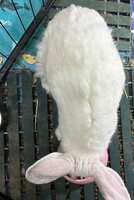 https://images.plurk.com/oAElhwQEY3PLlEmhApIUQ.jpg