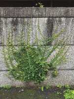 https://images.plurk.com/oaThpeo3MWlcQ6UcI5rpb.jpg