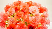 https://images.plurk.com/q2hcfW4wg8vaVbUh24Lp0.jpg