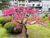 https://images.plurk.com/rgi8zFRd9rFUUEM77gVJl.jpg