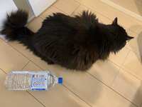 https://images.plurk.com/s3MQHF9GmDBPtlxzCn8OX.jpg